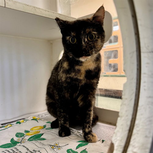 Winifred, Domestic Short Hair (medium coat)