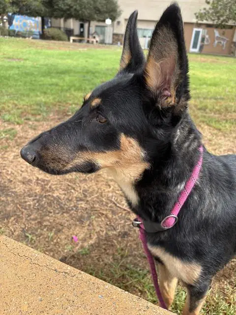 Mazie - German Shepherd Dog