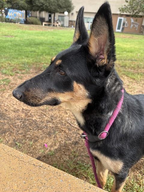 Mazie
