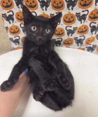 Draco Malfoy, Domestic Short Hair (medium coat)