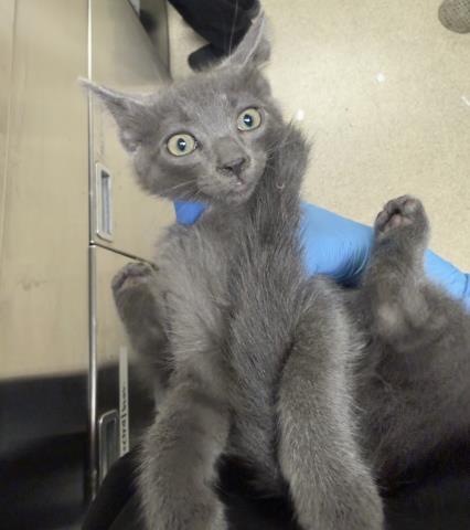 Ron Weasley, Domestic Short Hair (medium coat)