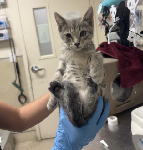 Harry Potter, Domestic Short Hair (medium coat)