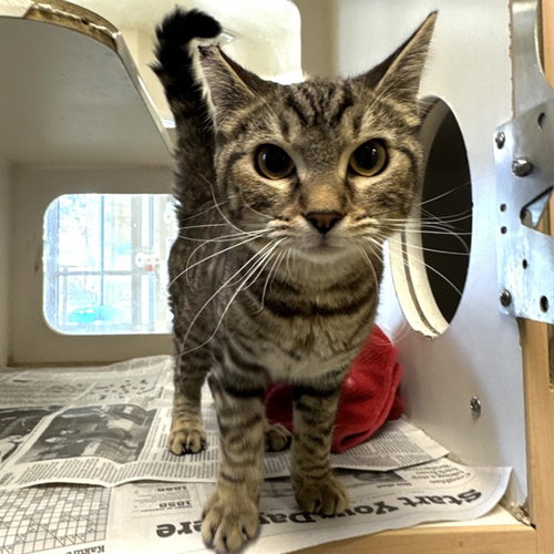 Pina Colada, Domestic Short Hair (medium coat)