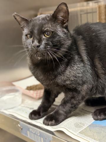 Handsome, Domestic Short Hair (medium coat)