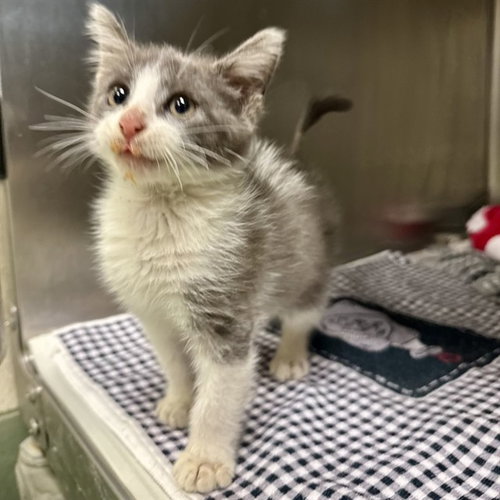 TOAD, a cat for adoption from Riverside County Animal Control - Riverside Shelter