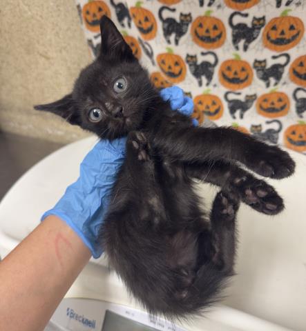 LUNAR, a cat for adoption from Riverside County Animal Control - Riverside Shelter