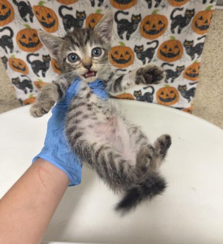 LUPE, a cat for adoption from Riverside County Animal Control - Riverside Shelter