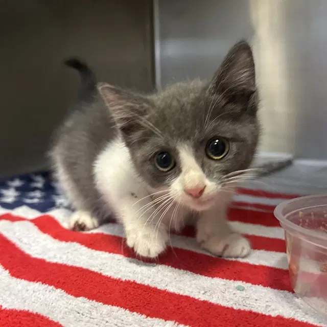 Plum - Domestic Short Hair