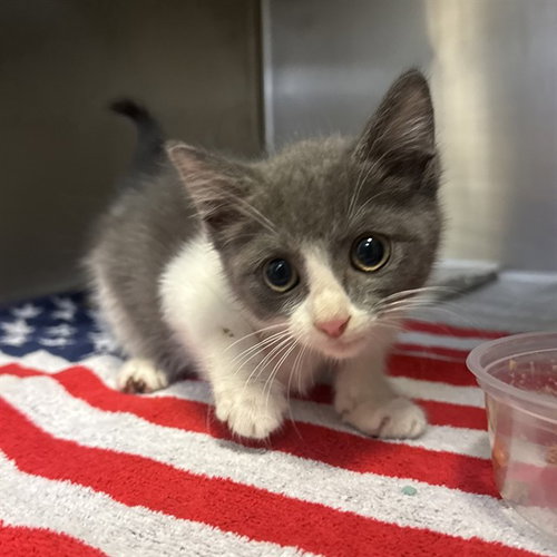 PLUM, a cat for adoption from Riverside County Animal Control - Riverside Shelter