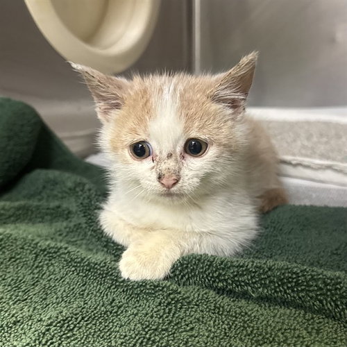 TOADETTE, a cat for adoption from Riverside County Animal Control - Riverside Shelter
