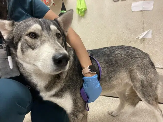 Richie - Siberian Husky