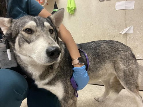 Richie, Siberian Husky (medium coat)