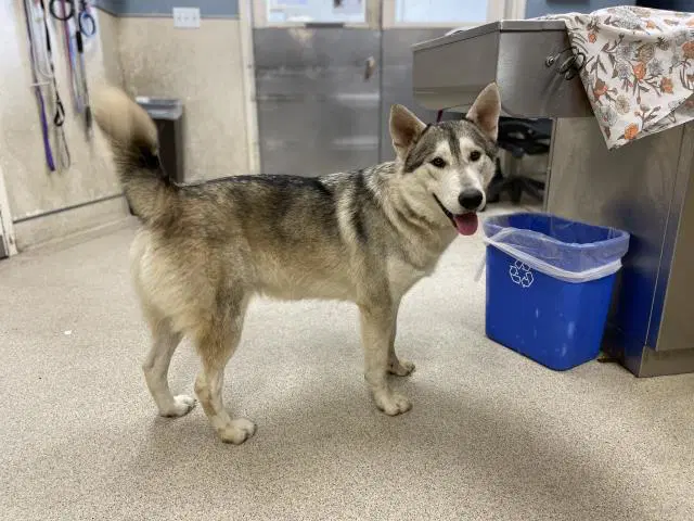 Bandit - Siberian Husky