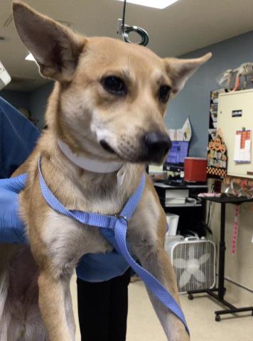 Judy, Terrier (medium coat)
