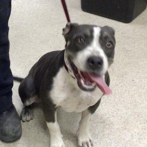 Lisa Simpson, Pit Bull Terrier (medium coat)