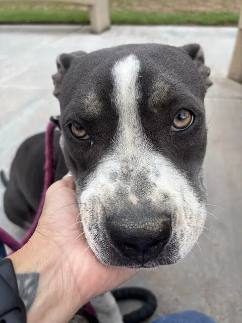 Lisa Simpson - Pit Bull Terrier