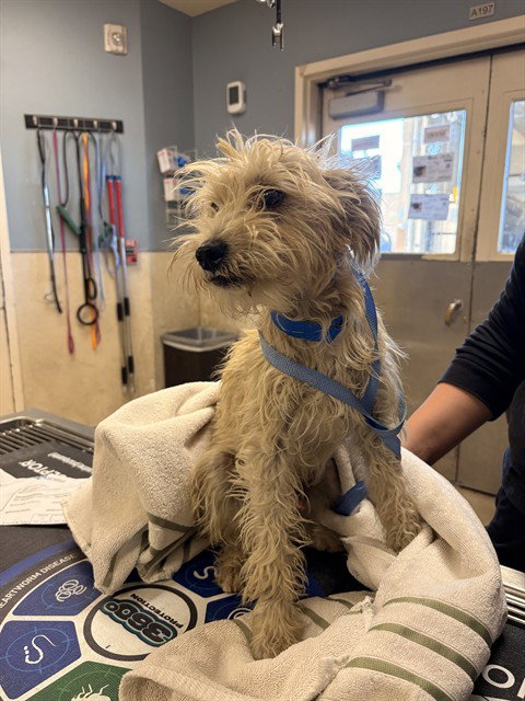 Billy, Terrier (medium coat)