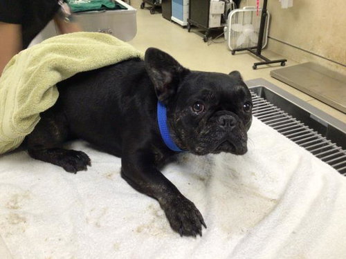 Bryan, French Bulldog (medium coat)