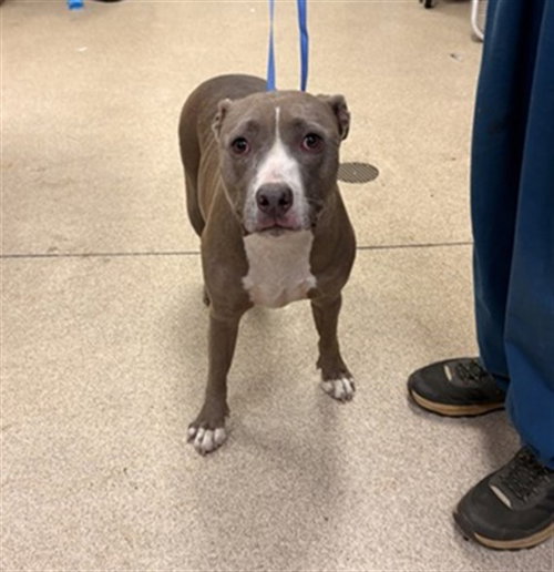 Milo, Pit Bull Terrier (medium coat)