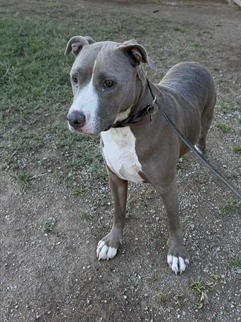 Milo - Pit Bull Terrier
