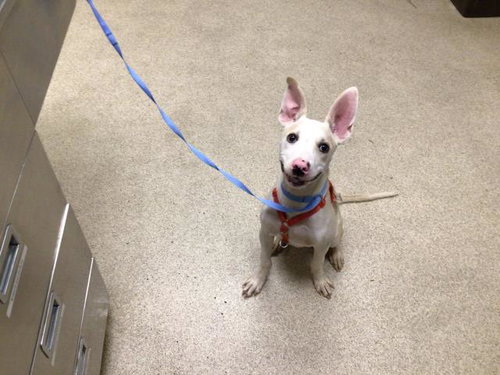 Dawson, Pit Bull Terrier / Mixed (medium coat)