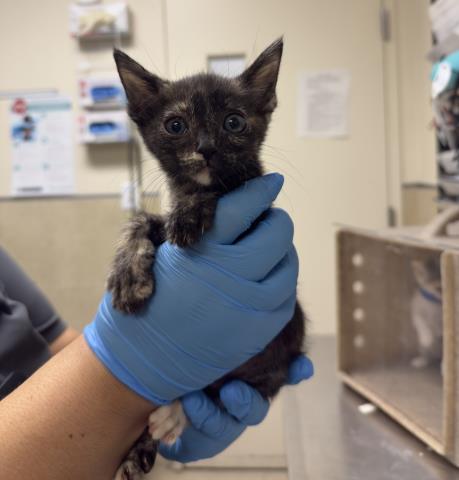 Snickers, Domestic Short Hair (medium coat)
