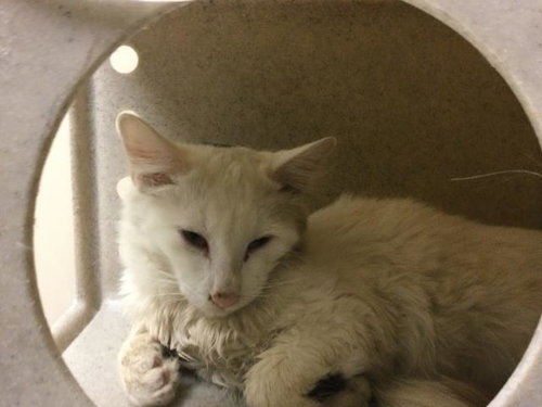 Sheldon, Domestic Short Hair (medium coat)