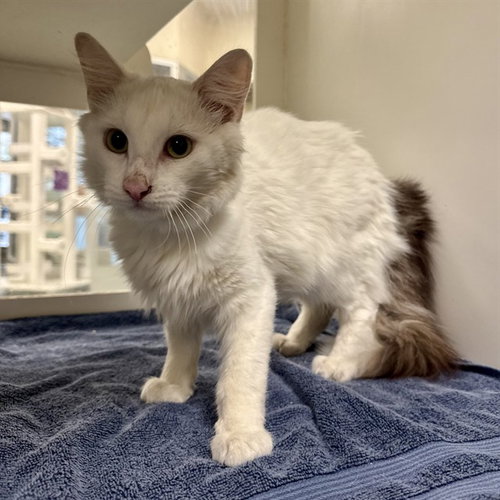 SHELDON, a cat for adoption from Riverside County Animal Control - Riverside Shelter