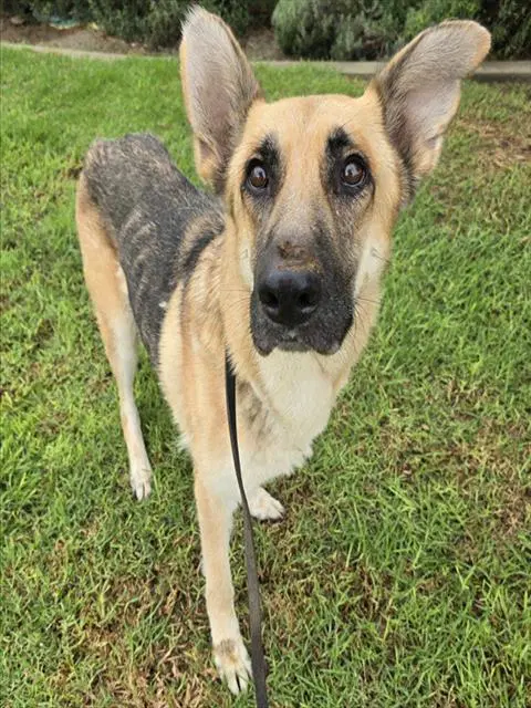 Samantha - German Shepherd Dog