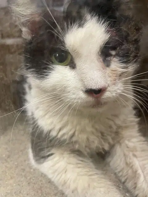 Lyla - Domestic Short Hair