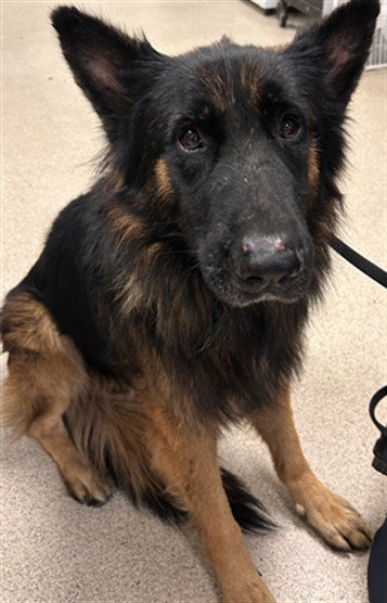 PINECONE, a dog for adoption from Riverside County Animal Control - Riverside Shelter