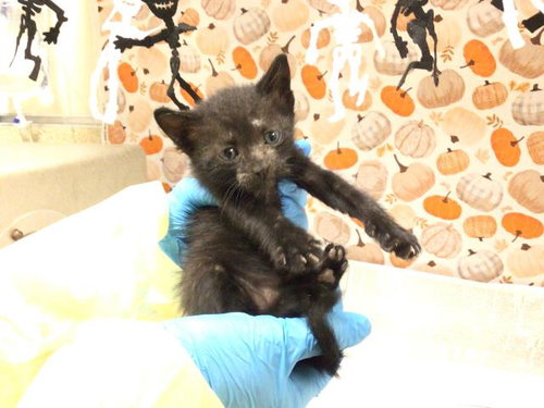 CRACKLE, a cat for adoption from Riverside County Animal Control - Riverside Shelter