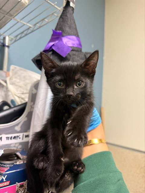 POCUS, a cat for adoption from Riverside County Animal Control - Riverside Shelter
