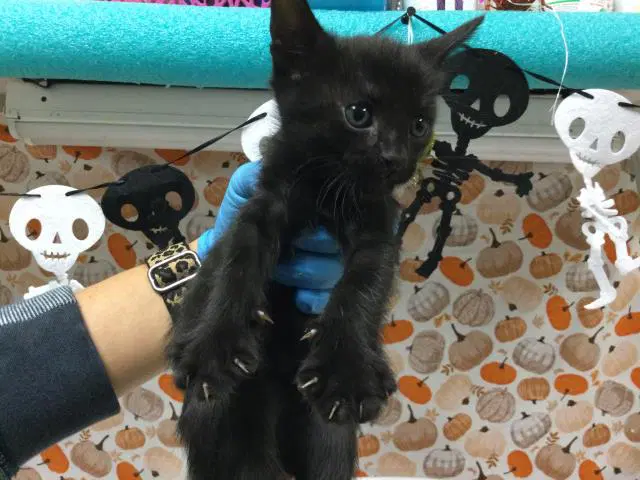Crow - Domestic Short Hair