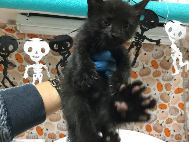 Midnight - Domestic Short Hair