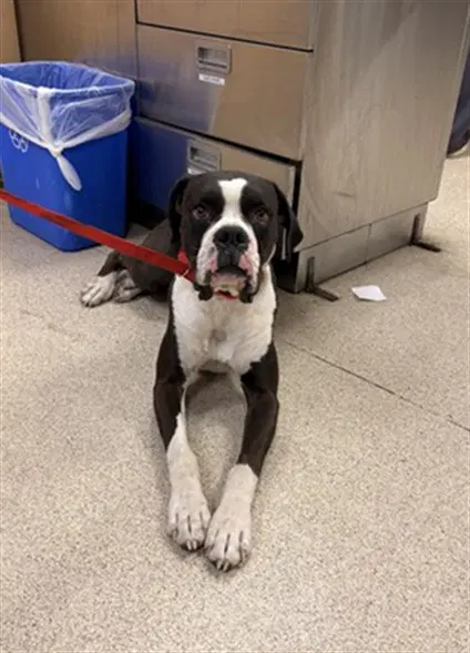 Bumper - Boxer