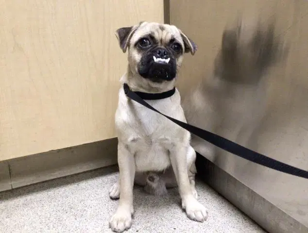 Vamp - Pug