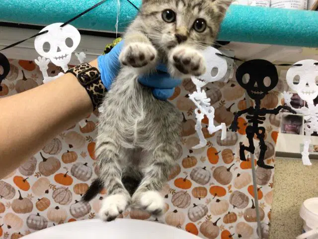 Campbell - Domestic Short Hair