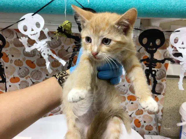 Ramen - Domestic Short Hair