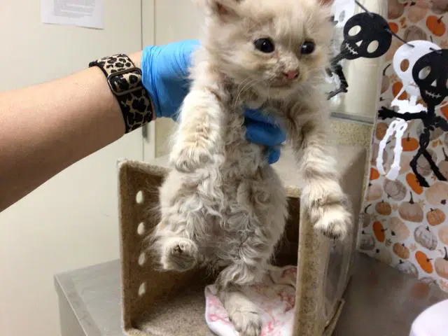 Petey - Domestic Short Hair