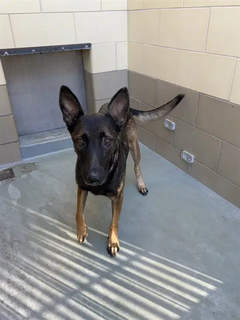 Bonny - Belgian Shepherd Malinois