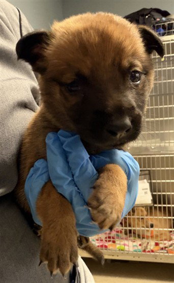 Jj, Belgian Shepherd Malinois / Mixed (medium coat)