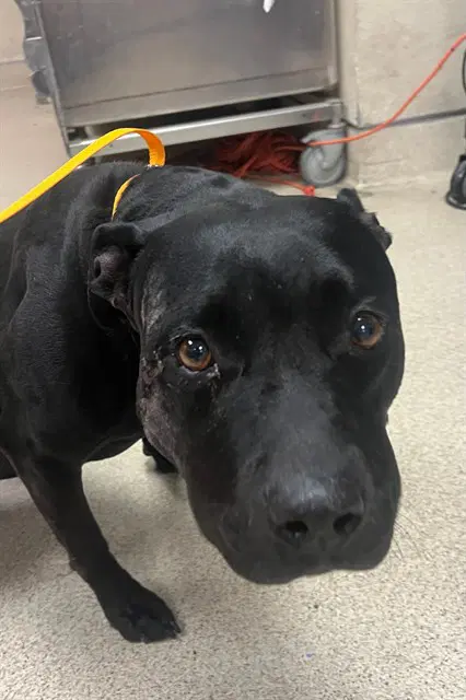 Roxy - Pit Bull Terrier
