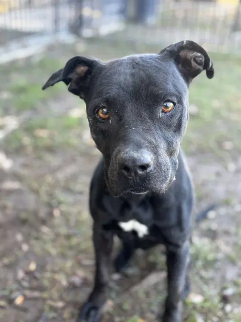 Roxy - Pit Bull Terrier