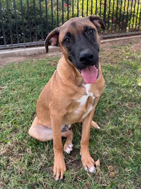 Bamm Bamm - Pit Bull