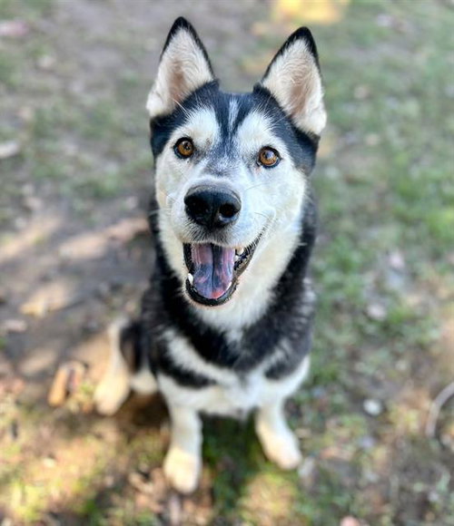 Sushi, Siberian Husky (medium coat)