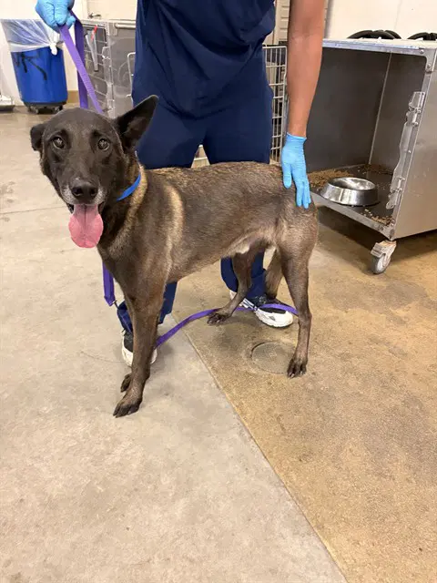 Caillou - Belgian Shepherd Malinois