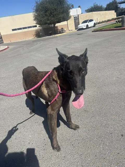 Caillou - Belgian Shepherd Malinois
