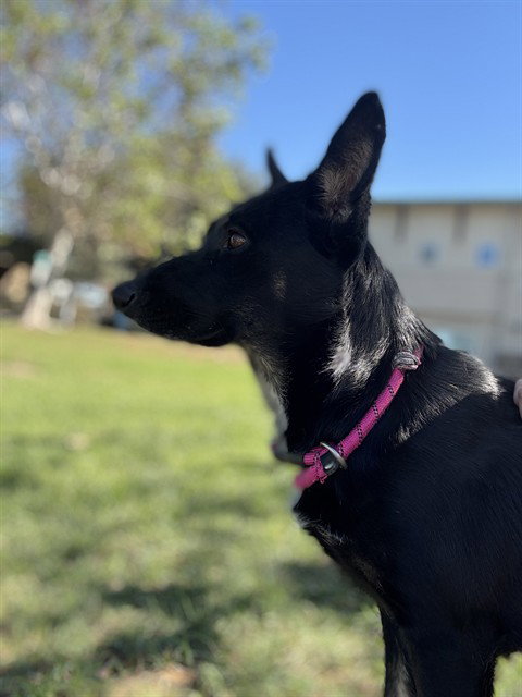 SOPHIE