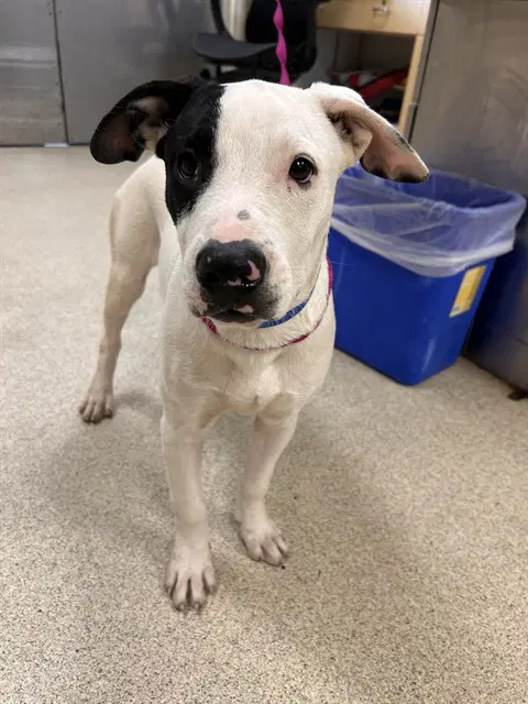 Spots - Pit Bull Terrier